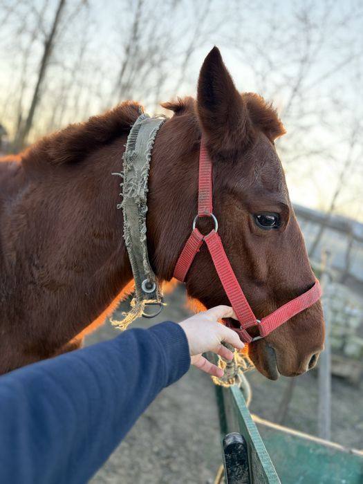 Vand iapa, are 8 ani. Trage foarte bine