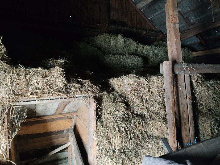 Baloti fan lucerna otava