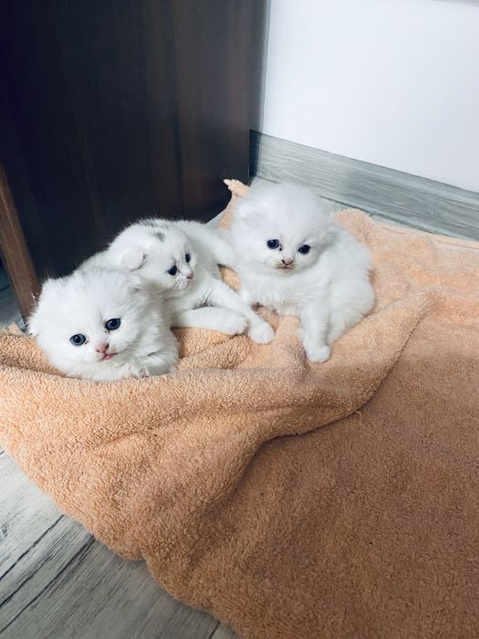 Котята шотландский вислоухие