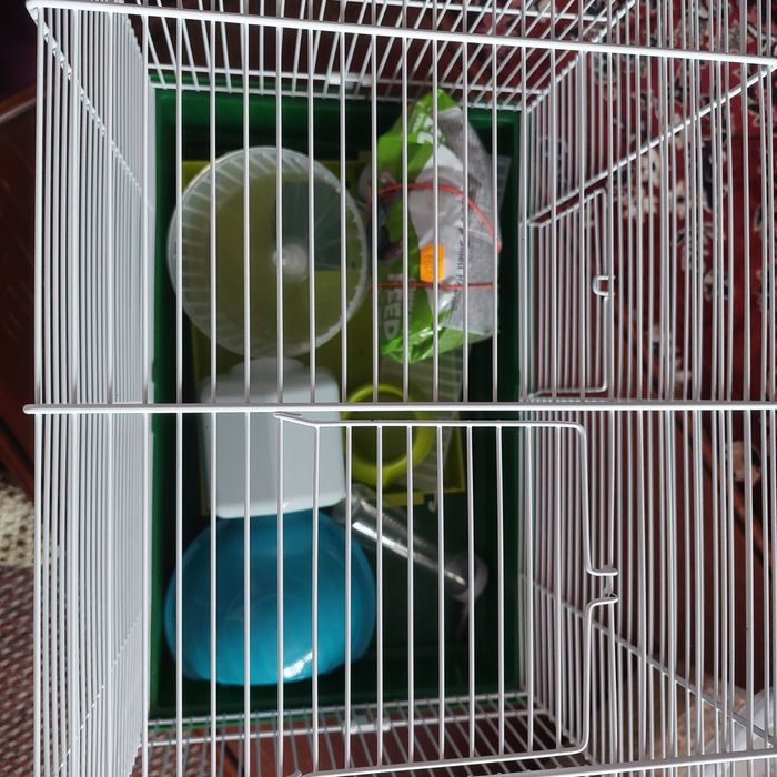 Cusca hamsteri , rozatoare