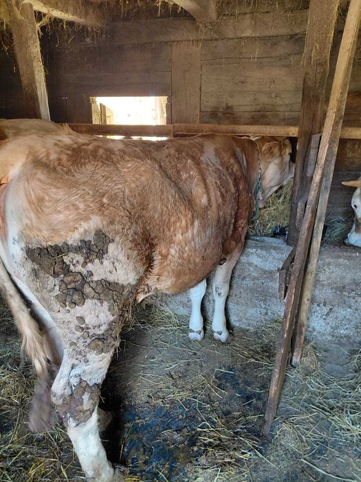 Vand 2 junicii baltatate