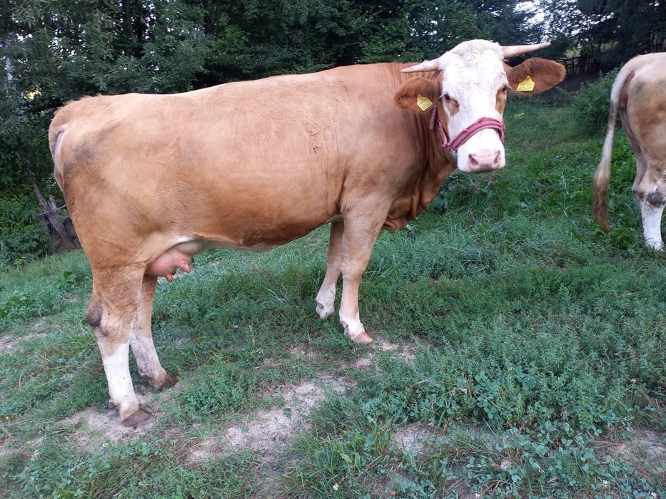 Juninca Baltata Romaneasca