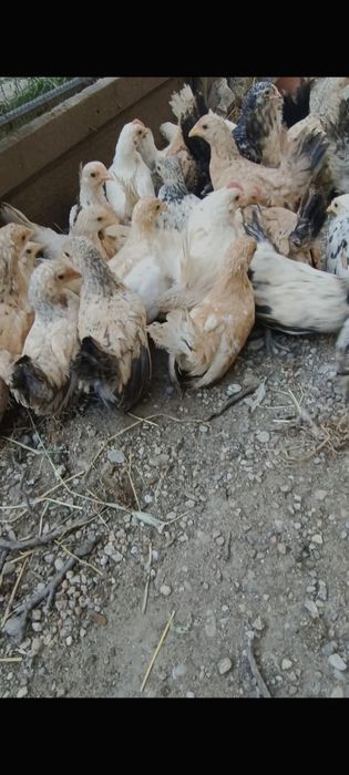 Chabo pui și maturi de vânzare