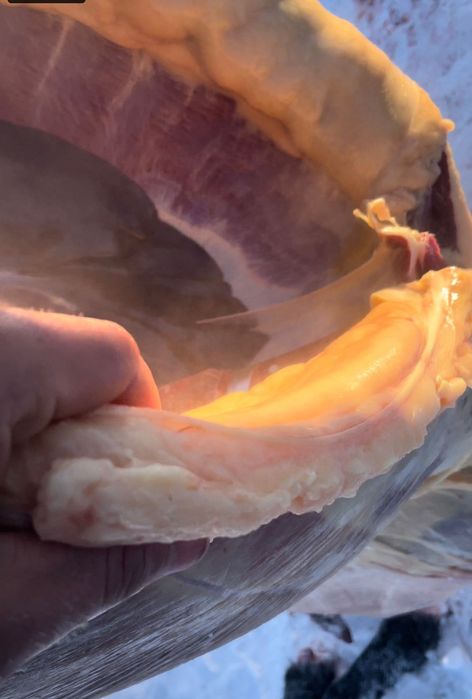 Продам мяса конина туша пол туша 2800 жабагы ,2900 тай