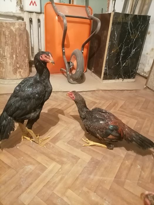 Продам дакан  цепляет