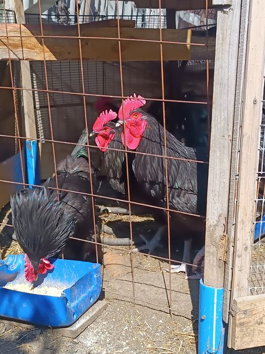 Продам кур и петухов