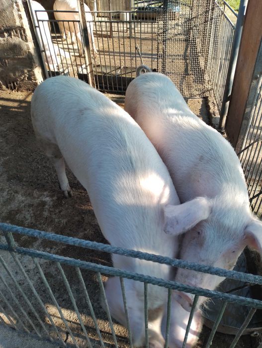 Домашно отглеждано прасе