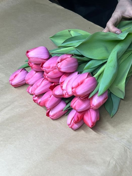 Тюльпаны оптом и в розницу