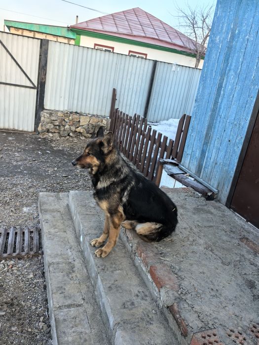 Хорошая овчарка.