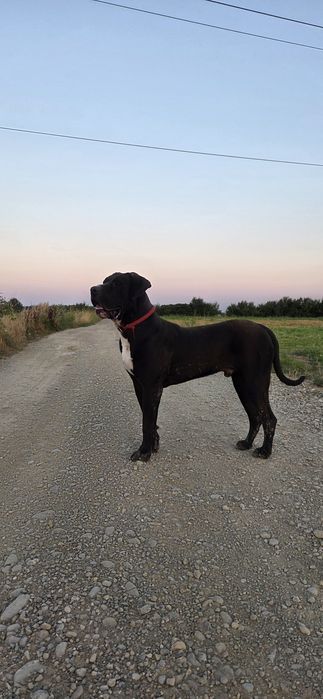 Presa canari     Dogo canrio
