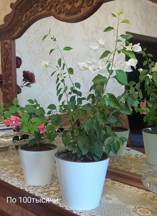 Комнатные цветы продается