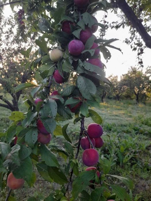 Qaroli sotiladi juda mazali