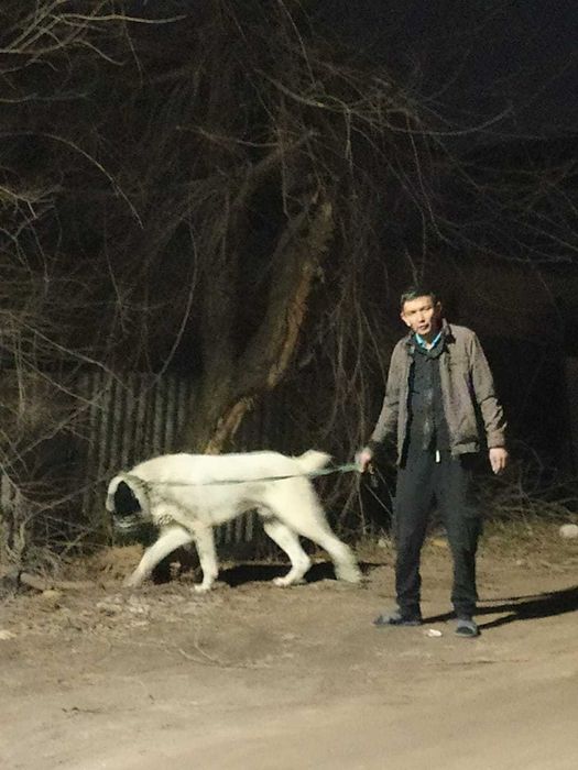 вязка кобель АЛАБАЙ