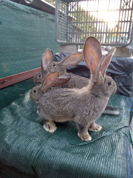 Iepuri uriaș gri german