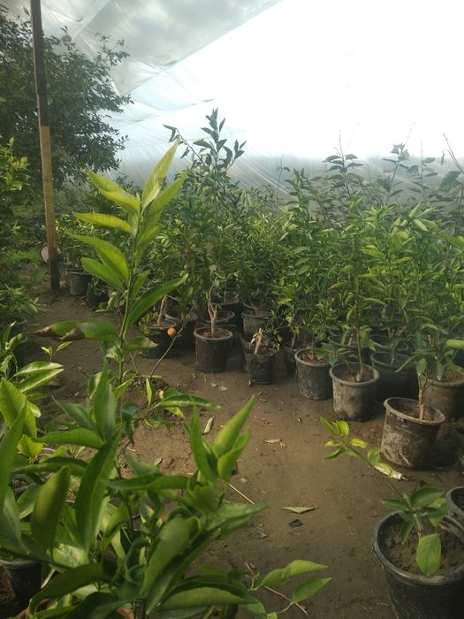 Limon mandarin va apinsin ko'chatlari
