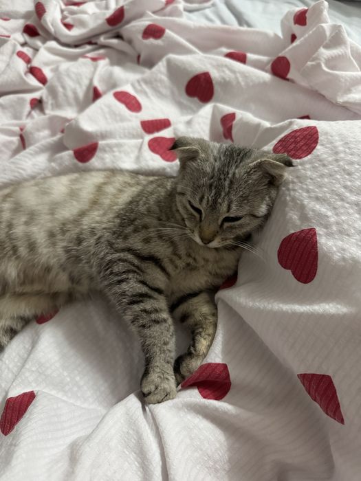 Шотландский вислоухий котик