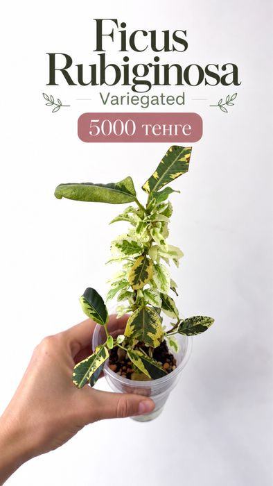 Фикус Рубигиноза Вариегатная