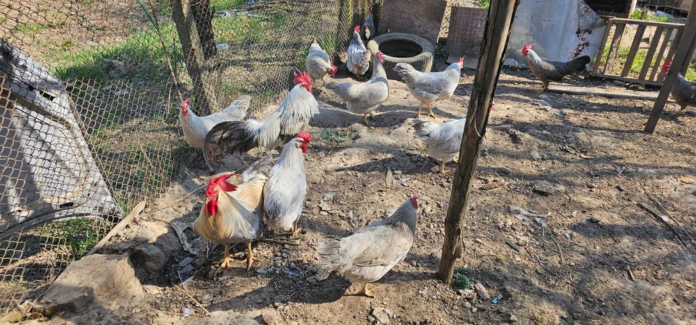 Oua Italiene Perlate Rasa Pura