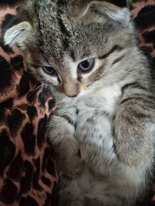 Scottish fold qiz 2 oylik