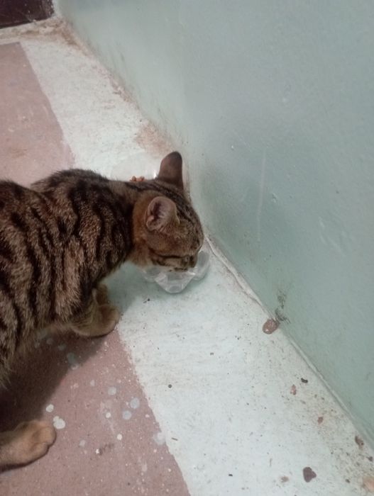 Отдаю кота бесплатно.