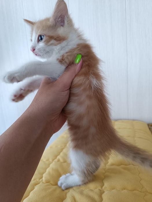 Котенок Рыжик, 2 мес