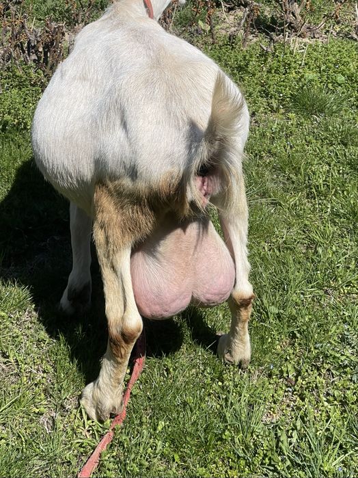 Теке ешкі Голландский