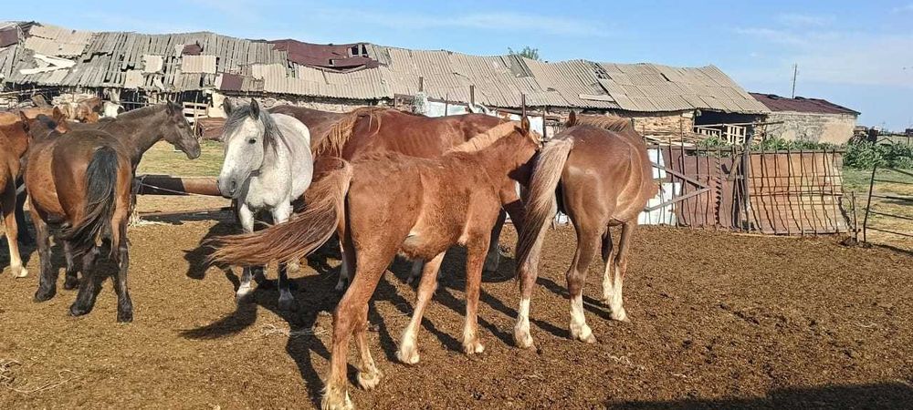 Тяжеловоз тай сатамын
