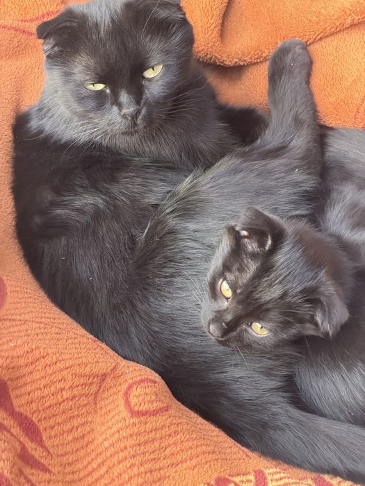 Котята вислоухие