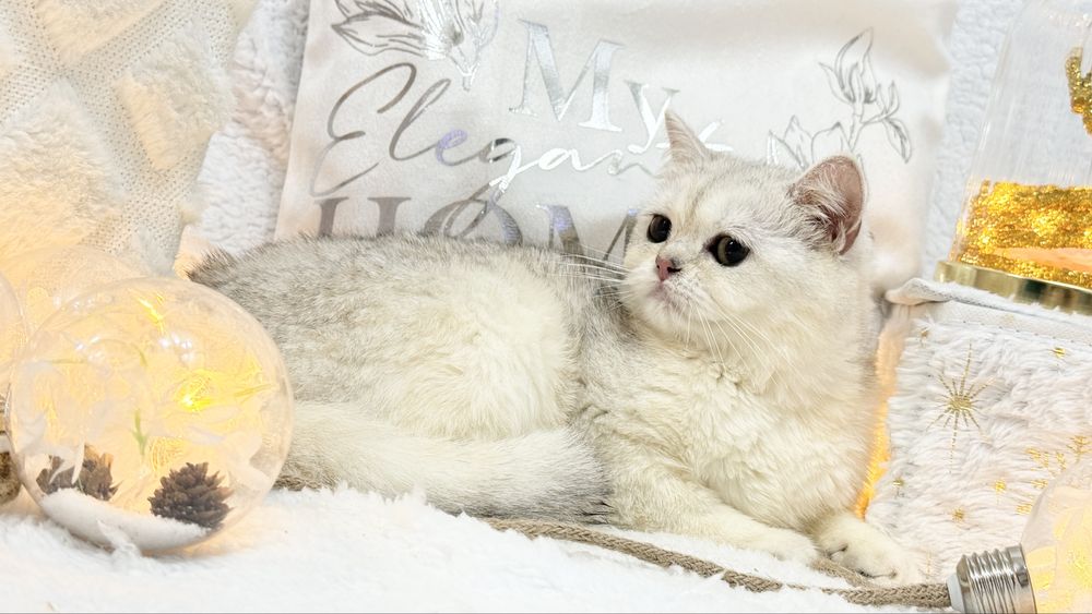 Серебристая шиншилла