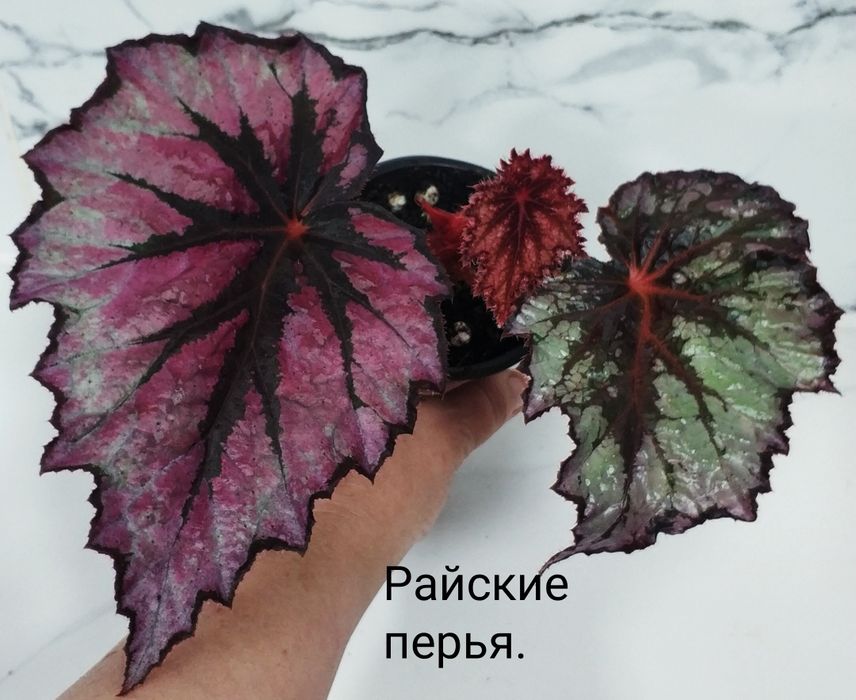 Молоденькие сортовые бегонии.