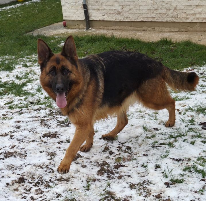 Femela  ciobanesc german