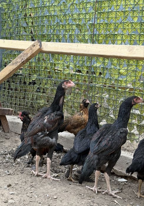 Продам бойцовых даканов