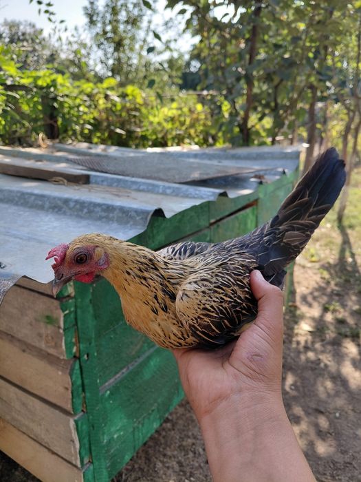 Продам карликовых курей