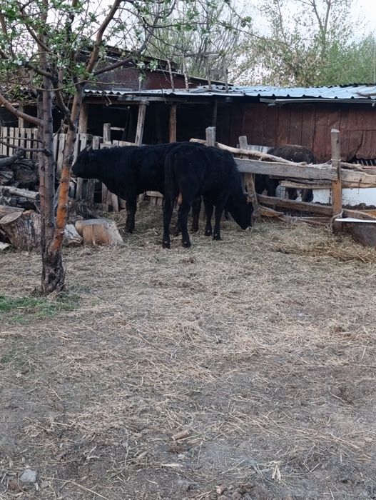 Продам бычки.хорошые