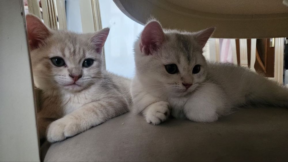 British shorthair продаётся