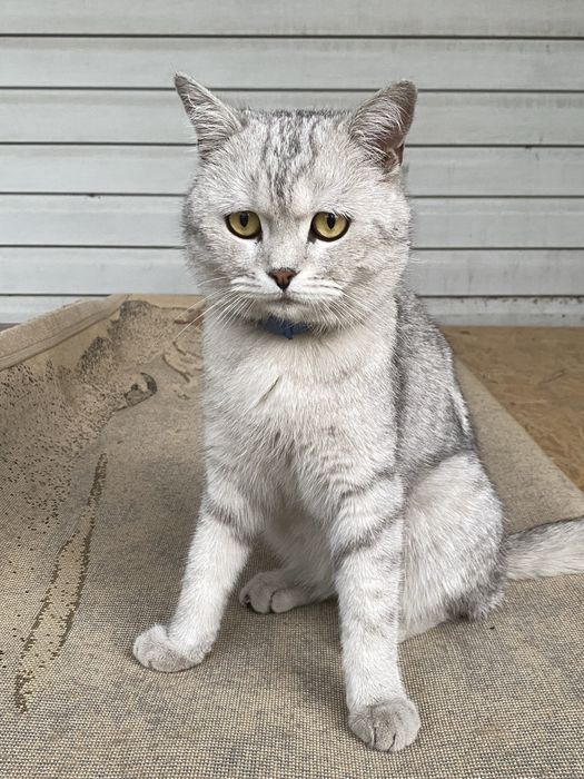 ПОТЕРЯЛСЯ кот британский район федоровки