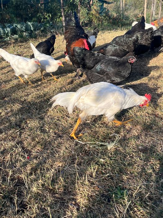 Australorp, Leghorn, Marans