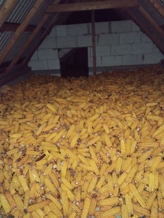 Porumb drugi de vânzare!