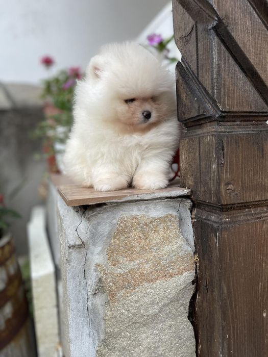 Померан мини