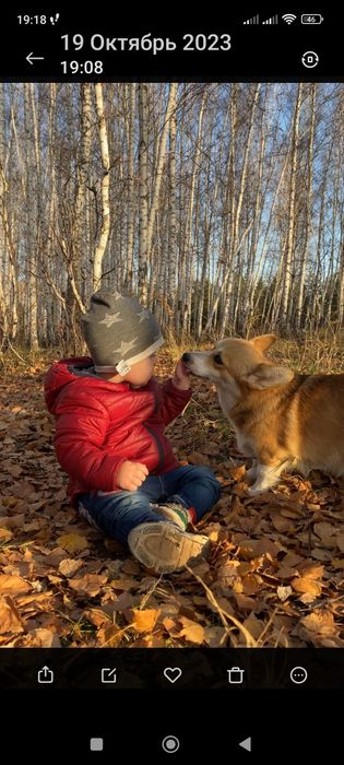 Вельш Корги Пемброк