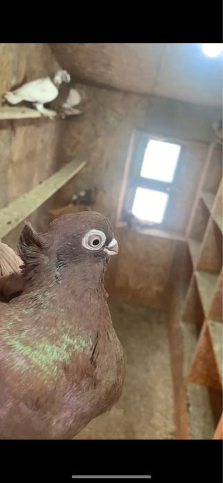 Голуби вольерные