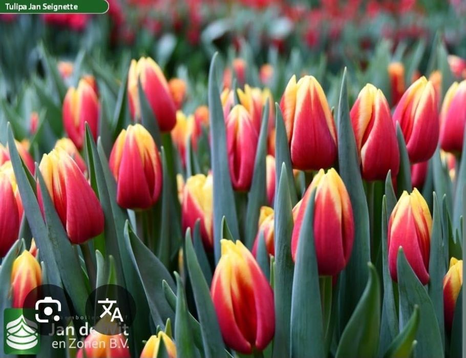 Луковици за лалета на 0,50ст на брой