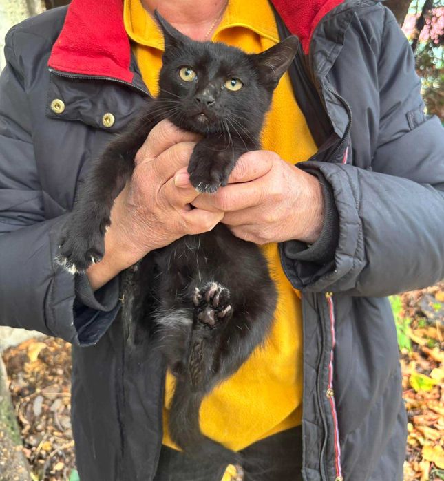 Подарявам 2 котета - майка и син