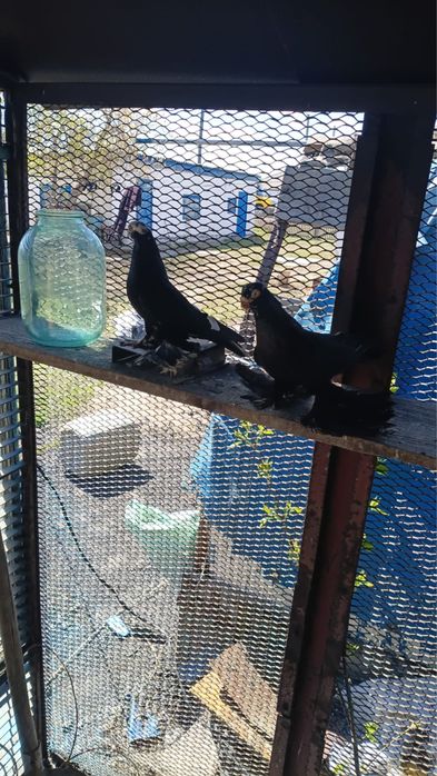 Продам голубей от 10 тыс