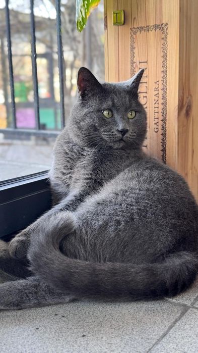 Срочно ищем хозяина для кота