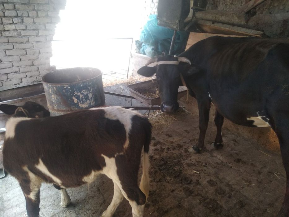 Сигир наввос боласи билан