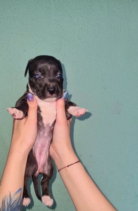 Американский стаффордширский терьер