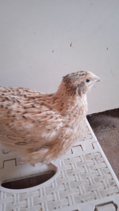 Продам перепелов