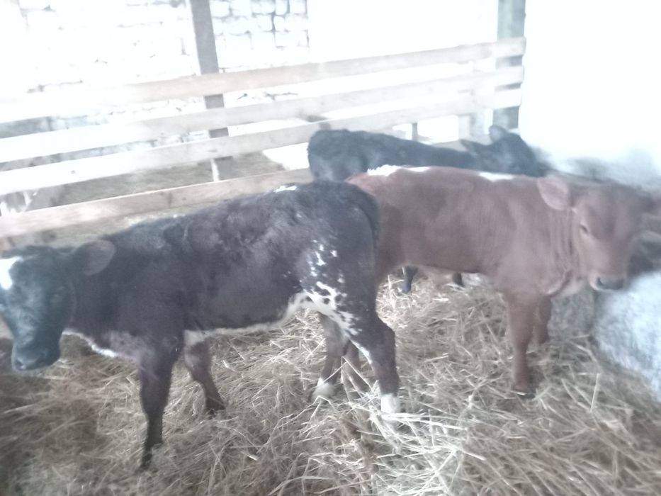 Vând trei vitei balțati