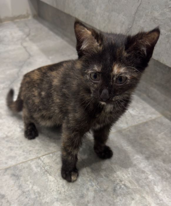Котенок бесплатно